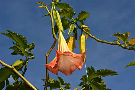 angel trumpet pics